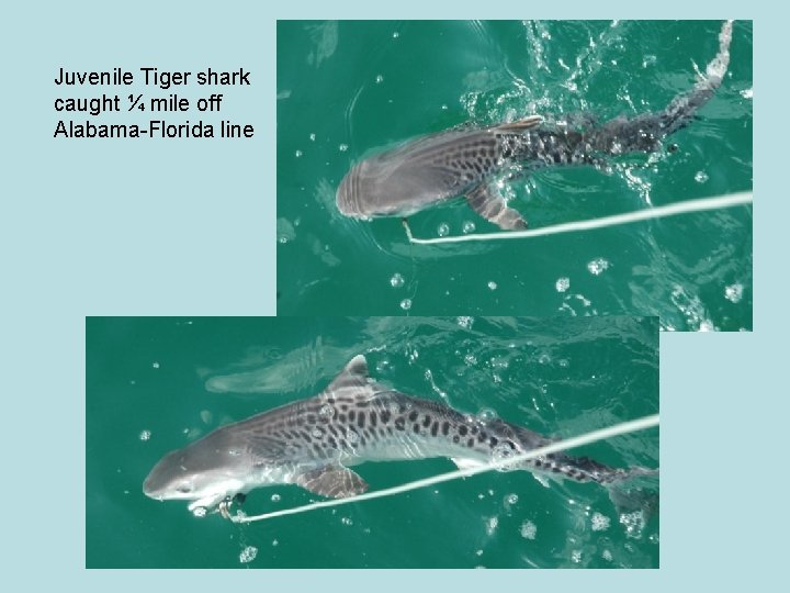 Juvenile Tiger shark caught ¼ mile off Alabama-Florida line 