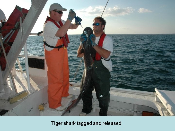 Tiger shark tagged and released 