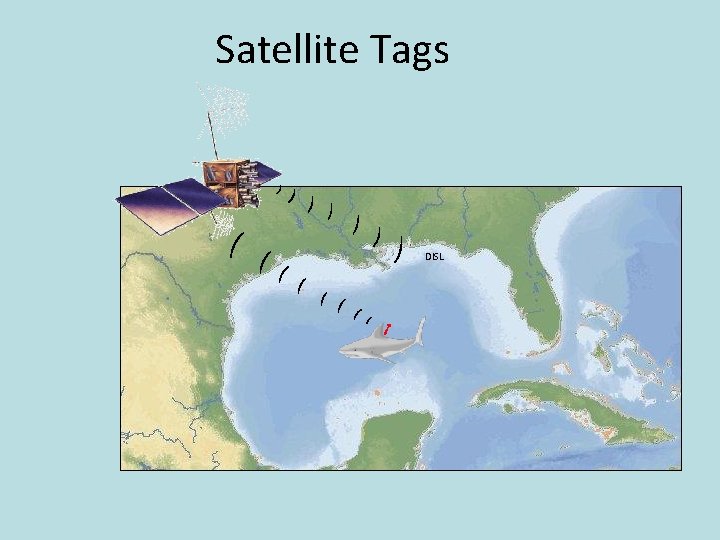Satellite Tags DISL 