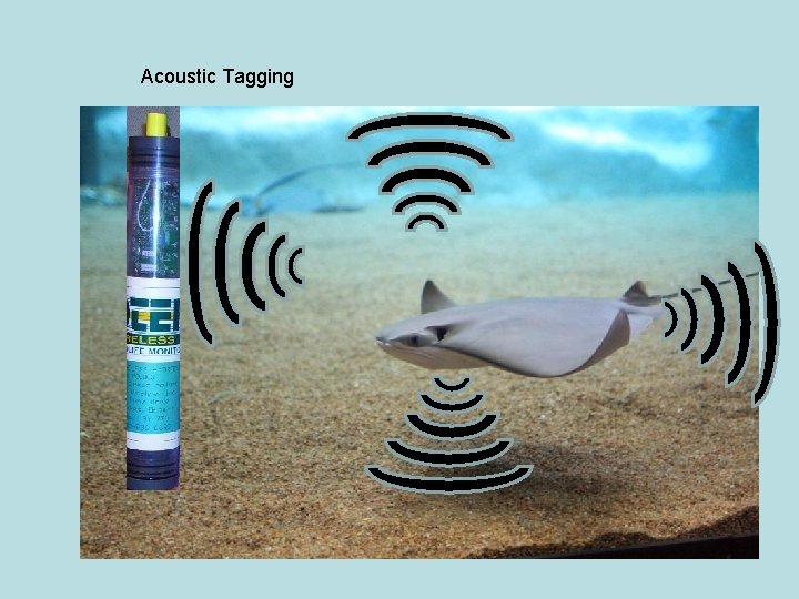 Acoustic Tagging 