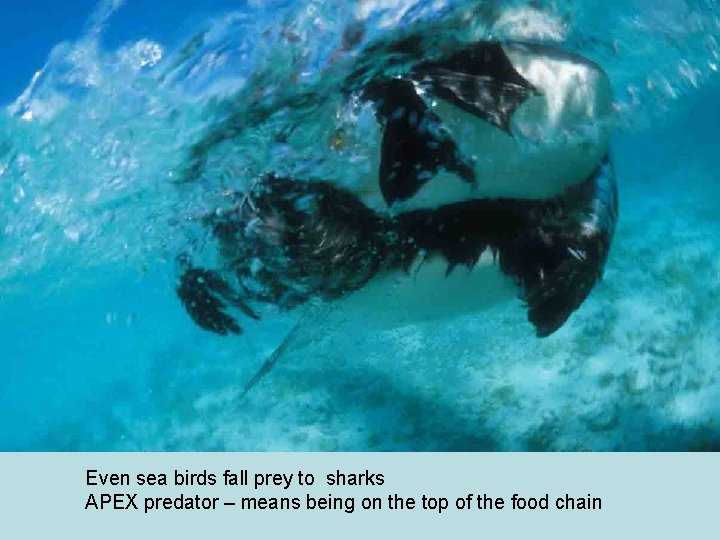 Even sea birds fall prey to sharks APEX predator – means being on the
