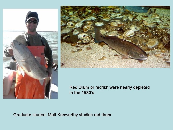 Red Drum or redfish were nearly depleted In the 1980’s Graduate student Matt Kenworthy