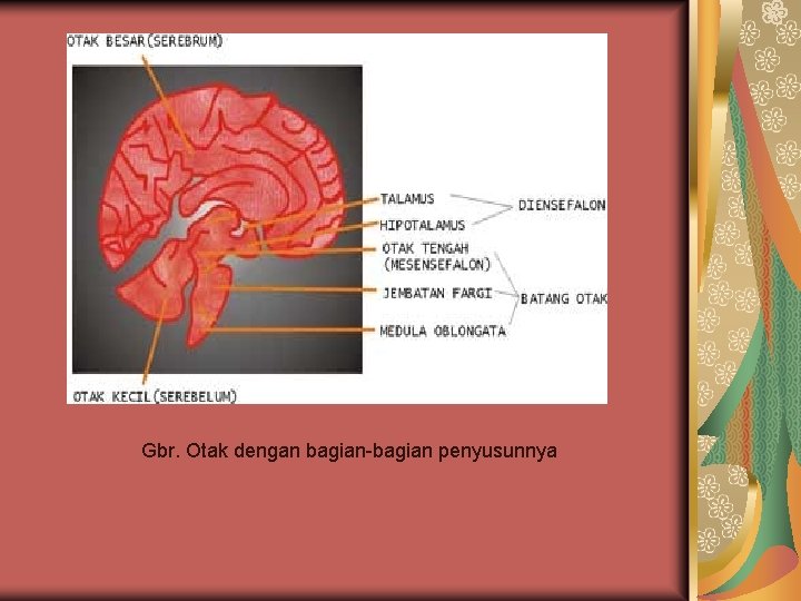 Sistem Saraf Pendahuluan Sistem Saraf Manusia Adalah Suatu
