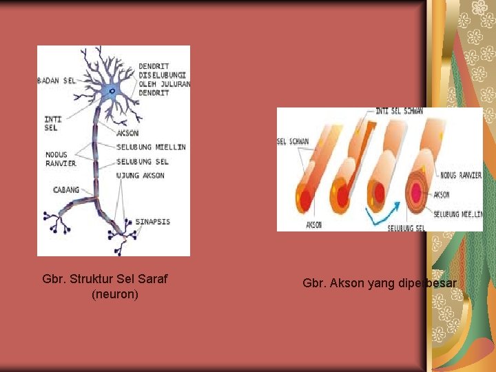 Gbr. Struktur Sel Saraf (neuron) Gbr. Akson yang diperbesar 