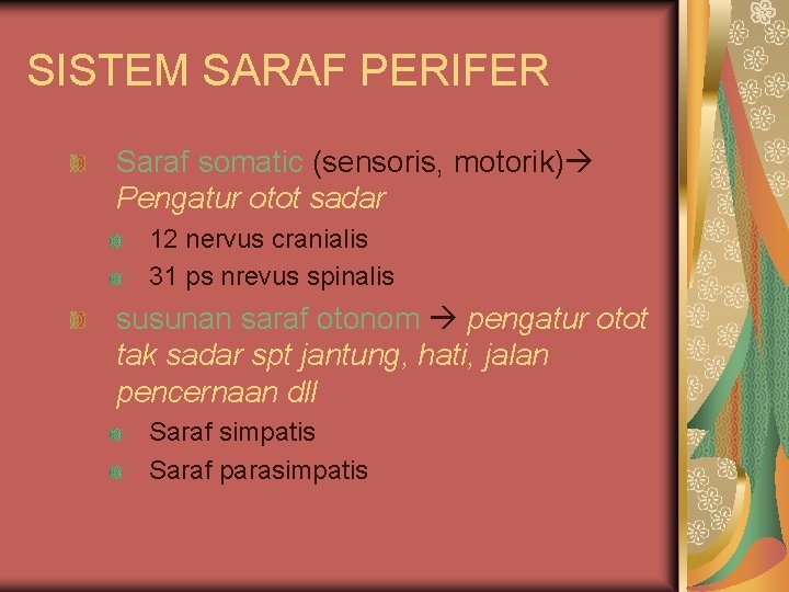 SISTEM SARAF PERIFER Saraf somatic (sensoris, motorik) Pengatur otot sadar 12 nervus cranialis 31