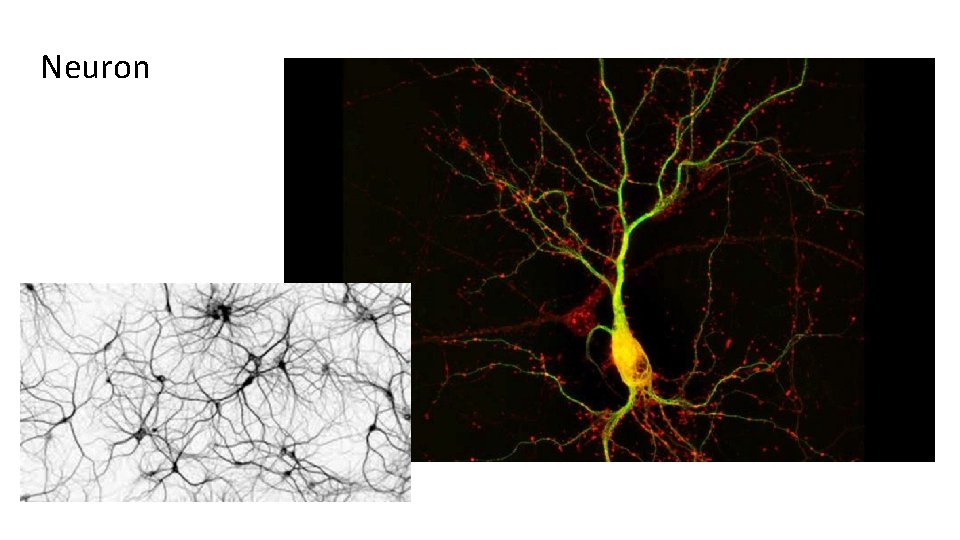 Neuron Neuron