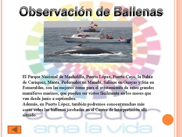 Observación de Ballenas El Parque Nacional de Machalilla, Puerto López, Puerto Cayo, la Bahía
