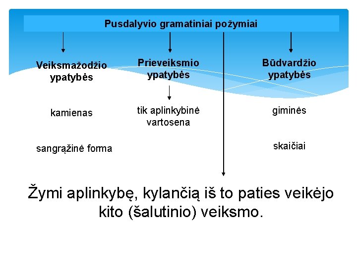 Pusdalyvio gramatiniai požymiai Veiksmažodžio ypatybės Prieveiksmio ypatybės Būdvardžio ypatybės kamienas tik aplinkybinė vartosena giminės