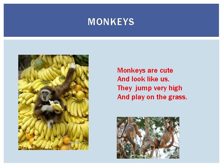 MONKEYS Monkeys are cute And look like us. They jump very high And play