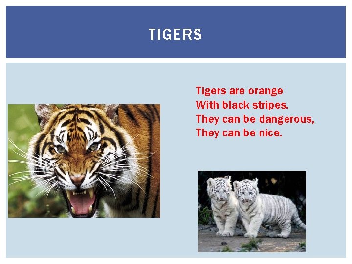 TIGERS Tigers are orange With black stripes. They сan be dangerous, They can be