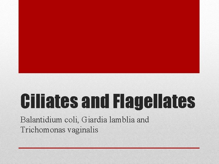 Ciliates and Flagellates Balantidium coli, Giardia lamblia and Trichomonas vaginalis 