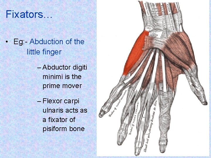 Fixators… • Eg: - Abduction of the little finger – Abductor digiti minimi is