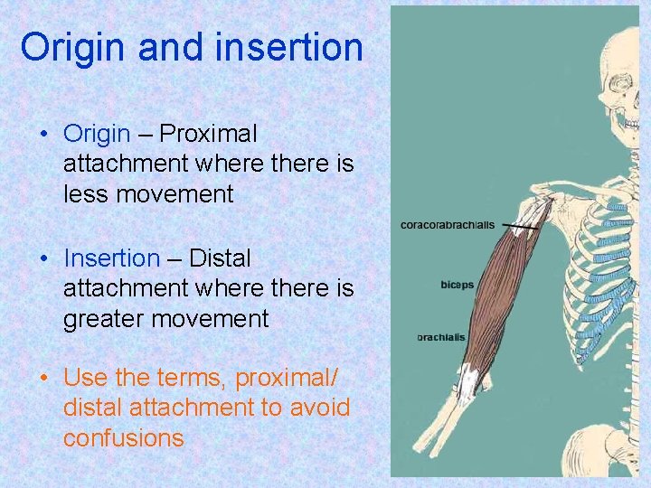 Origin and insertion • Origin – Proximal attachment where there is less movement •