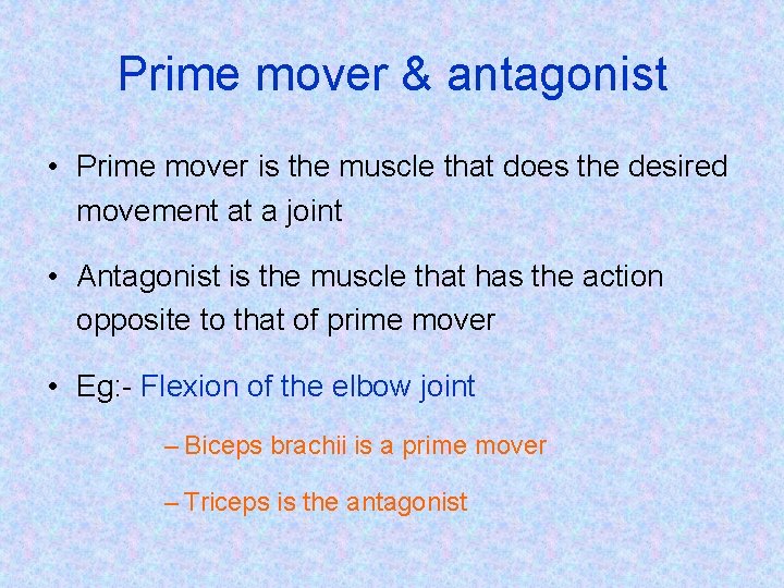 Prime mover & antagonist • Prime mover is the muscle that does the desired