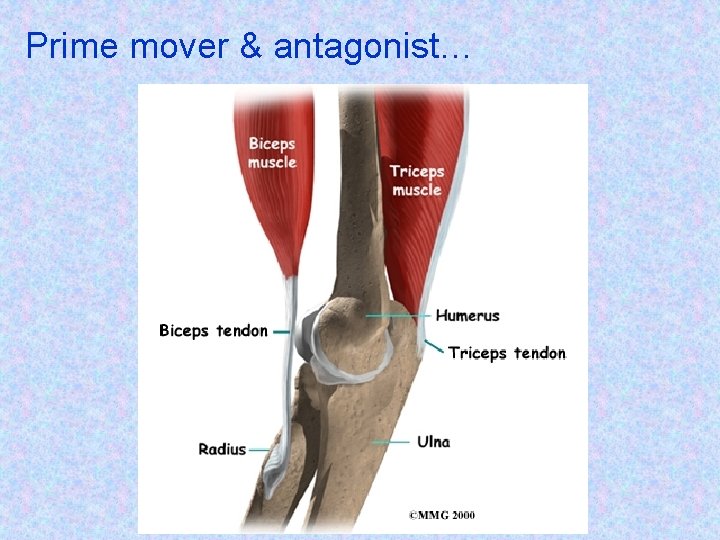 Prime mover & antagonist… 