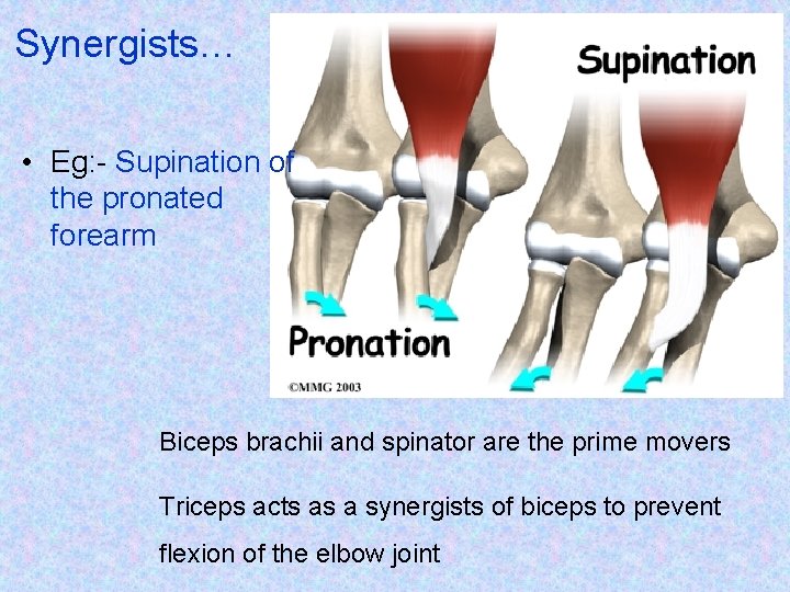 Synergists… • Eg: - Supination of the pronated forearm Biceps brachii and spinator are