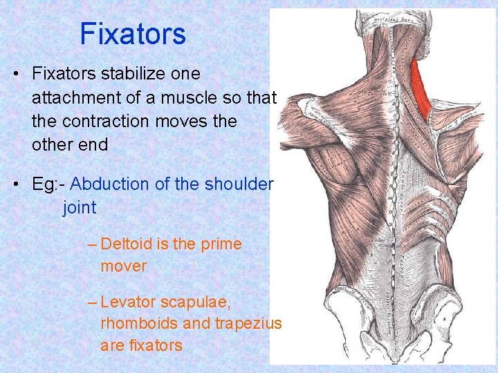 Fixators • Fixators stabilize one attachment of a muscle so that the contraction moves