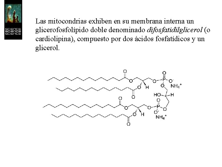 Las mitocondrias exhiben en su membrana interna un glicerofosfolípido doble denominado difosfatidilglicerol (o cardiolipina),