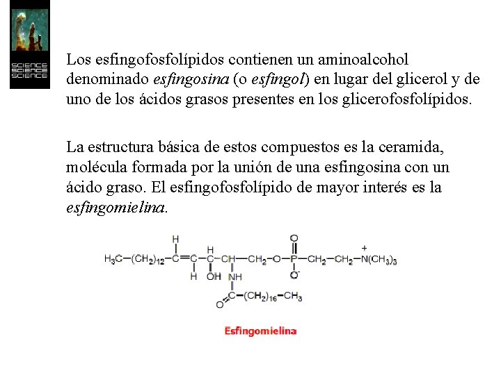 Los esfingofosfolípidos contienen un aminoalcohol denominado esfingosina (o esfingol) en lugar del glicerol y