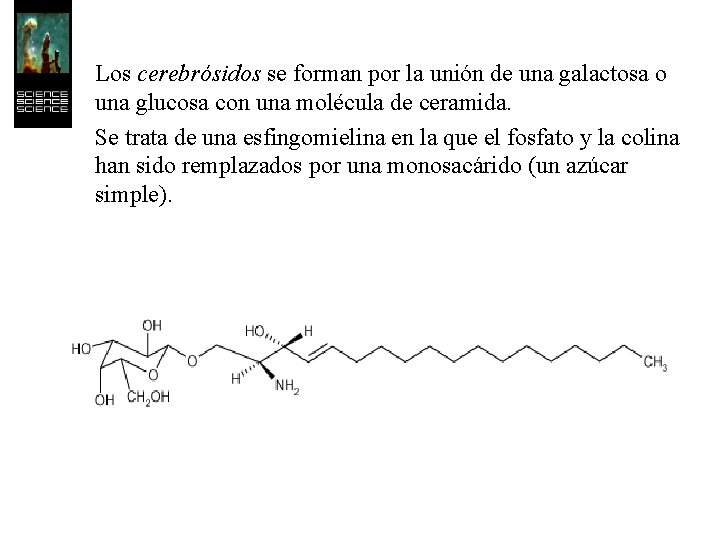 Los cerebrósidos se forman por la unión de una galactosa o una glucosa con