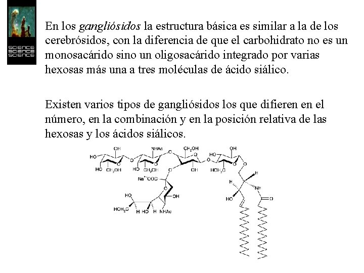 En los gangliósidos la estructura básica es similar a la de los cerebrósidos, con