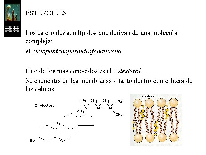 ESTEROIDES Los esteroides son lípidos que derivan de una molécula compleja: el ciclopentanoperhidrofenantreno. Uno