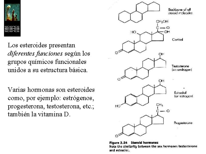 Los esteroides presentan diferentes funciones según los grupos químicos funcionales unidos a su estructura