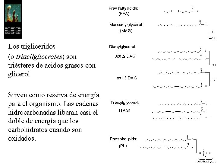 Los triglicéridos (o triacilgliceroles) son triésteres de ácidos grasos con glicerol. Sirven como reserva