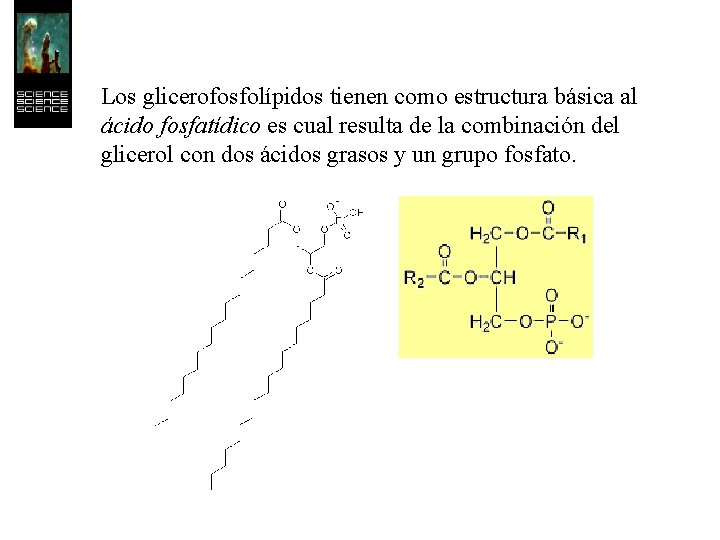 Los glicerofosfolípidos tienen como estructura básica al ácido fosfatídico es cual resulta de la