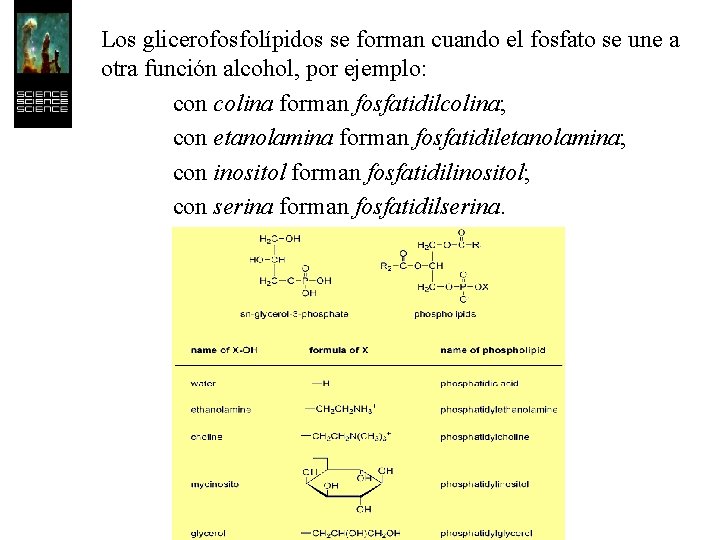 Los glicerofosfolípidos se forman cuando el fosfato se une a otra función alcohol, por