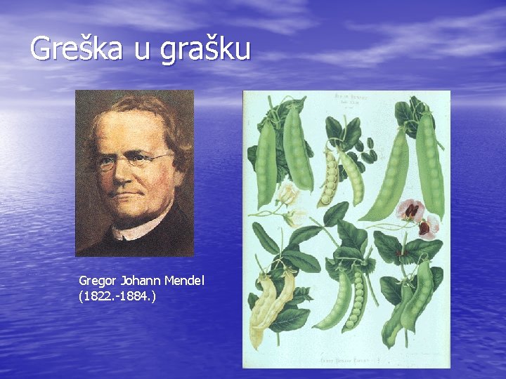 Greška u grašku Gregor Johann Mendel (1822. -1884. ) 