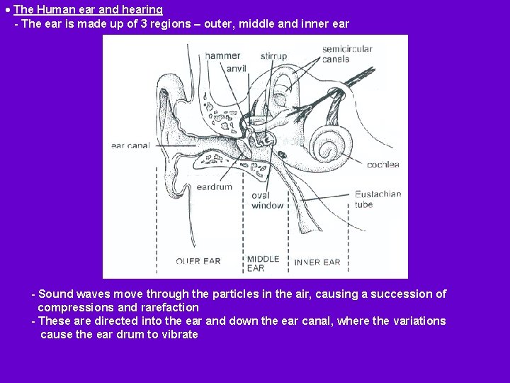  The Human ear and hearing - The ear is made up of 3