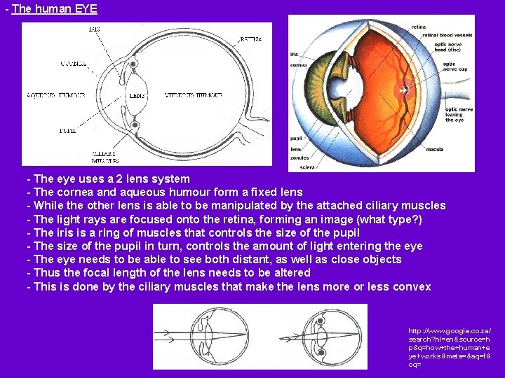 - The human EYE - The eye uses a 2 lens system - The