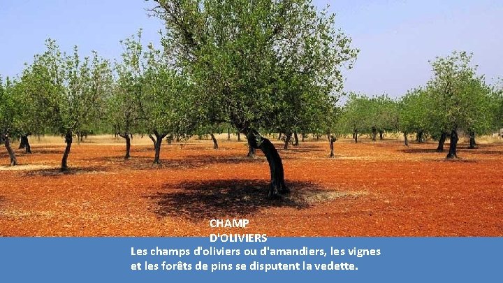 CHAMP D'OLIVIERS Les champs d'oliviers ou d'amandiers, les vignes et les forêts de pins CHAMP D'OLIVIERS Les champs d'oliviers ou d'amandiers, les vignes et les forêts de pins