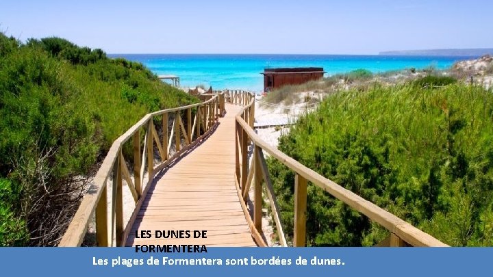 LES DUNES DE FORMENTERA Les plages de Formentera sont bordées de dunes. LES DUNES DE FORMENTERA Les plages de Formentera sont bordées de dunes.