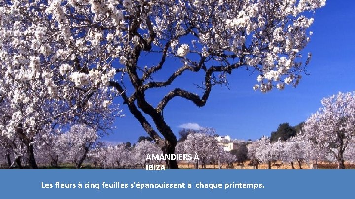 AMANDIERS À IBIZA Les fleurs à cinq feuilles s'épanouissent à chaque printemps. AMANDIERS À IBIZA Les fleurs à cinq feuilles s'épanouissent à chaque printemps.