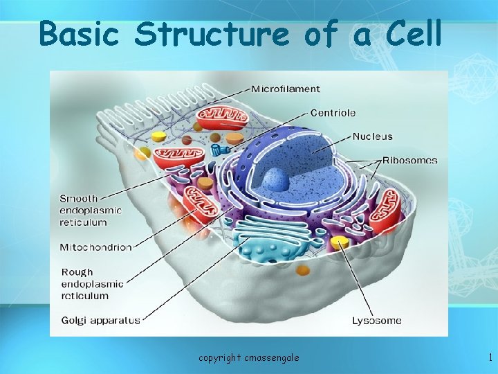 Basic Structure of a Cell copyright cmassengale 1 