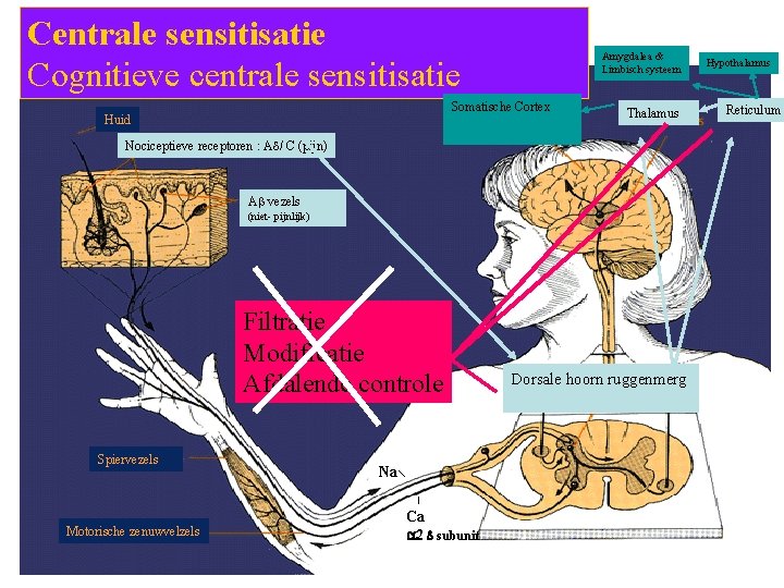 Centrale sensitisatie Cognitieve centrale sensitisatie Amygdalea & Limbisch systeem Somatische Cortex Huid Thalamus Nociceptieve