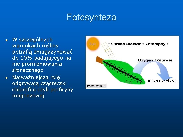 Fotosynteza n n W szczególnych warunkach rośliny potrafią zmagazynować do 10% padającego na nie