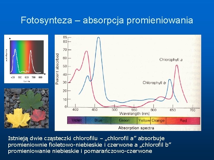 Fotosynteza – absorpcja promieniowania Istnieją dwie cząsteczki chlorofilu – „chlorofil a” absorbuje promieniownie fioletowo-niebieskie