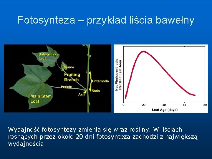 Fotosynteza – przykład liścia bawełny Wydajność fotosyntezy zmienia się wraz rośliny. W liściach rosnących