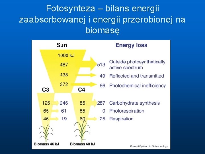 Fotosynteza – bilans energii zaabsorbowanej i energii przerobionej na biomasę 