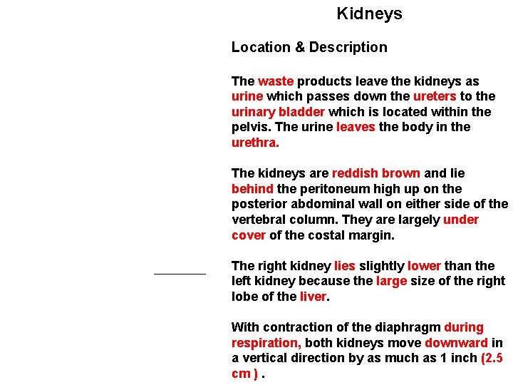 Kidneys Location & Description The waste products leave the kidneys as urine which passes