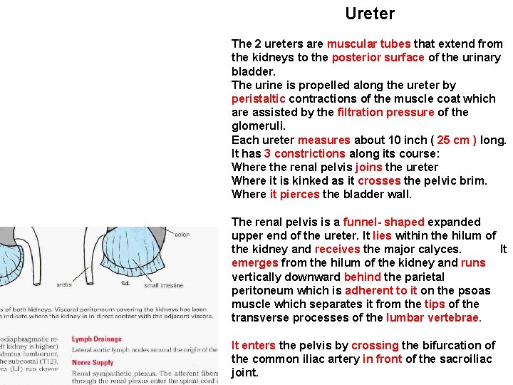 Ureter The 2 ureters are muscular tubes that extend from the kidneys to the