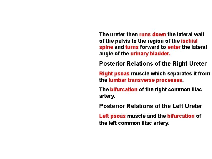 The ureter then runs down the lateral wall of the pelvis to the region