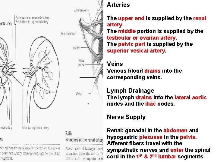 Arteries The upper end is supplied by the renal artery The middle portion is