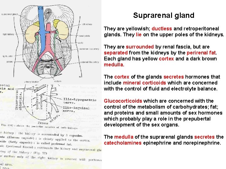 Suprarenal gland They are yellowish; ductless and retroperitoneal glands. They lie on the upper