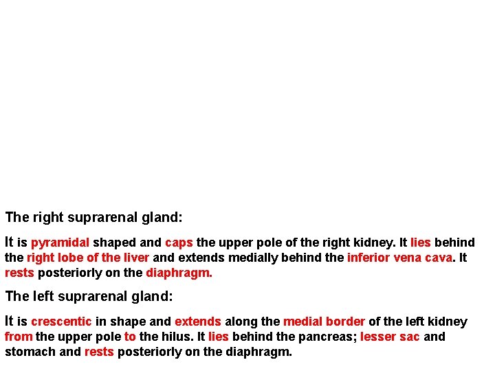 The right suprarenal gland: It is pyramidal shaped and caps the upper pole of