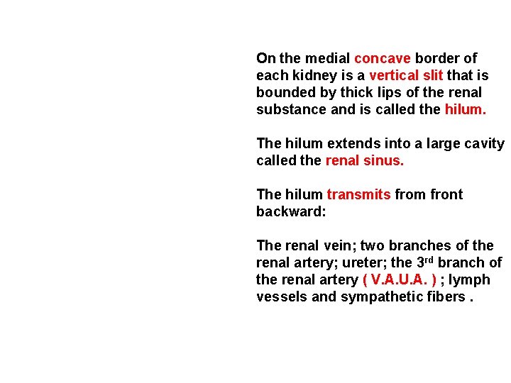 On the medial concave border of each kidney is a vertical slit that is