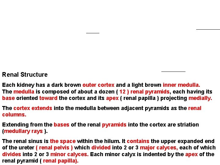 Renal Structure Each kidney has a dark brown outer cortex and a light brown